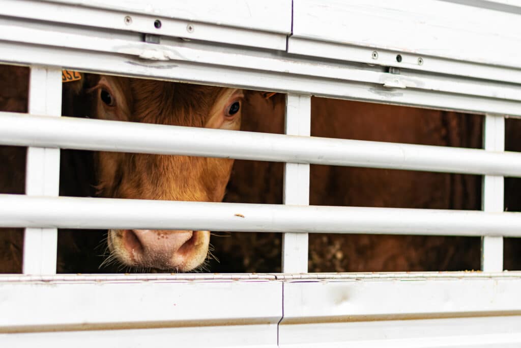 Egy brazil bíróság betiltotta az élő szarvasmarhák szállítását