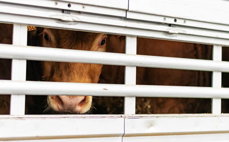 Egy brazil bíróság betiltotta az élő szarvasmarhák szállítását