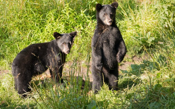Anya-fia program: medvebocsokat lőtt ki az amerikai páros