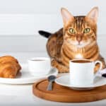 Vegán macskás kávézó nyílik, de sokan tiltakoznak ellene