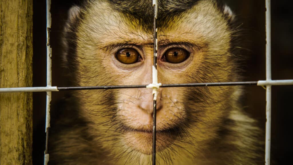 A kozmetikai állatkísérletek kiiktatására buzdították az Európai Parlamentet
