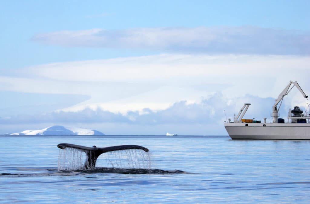 Aggasztó hatósági jelentés ide vagy oda: idén is lesz bálnavadászat Izlandon