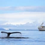 Aggasztó hatósági jelentés ide vagy oda: idén is lesz bálnavadászat Izlandon