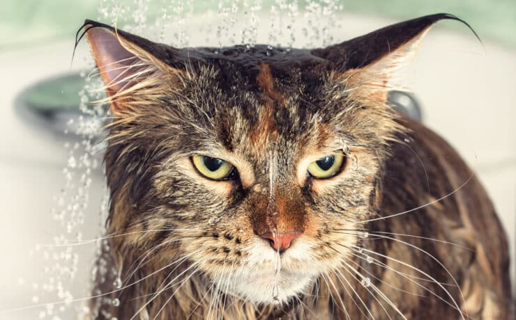 Miért utálják a macskák a vizet?
