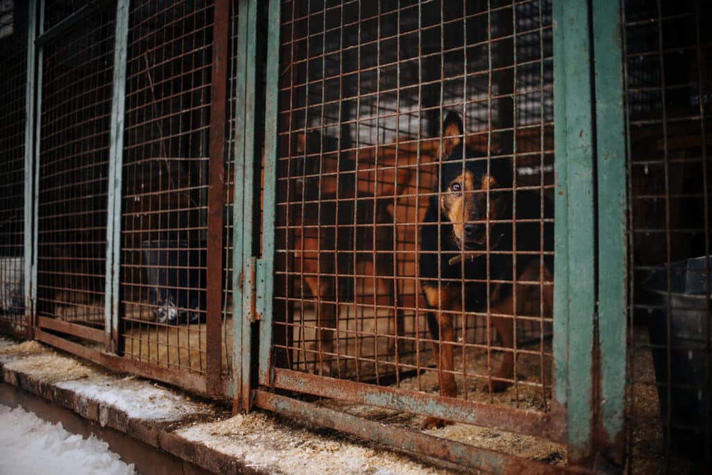A PETA élesen bírálja azokat az állatmenhelyeket, ahol nincs altatás