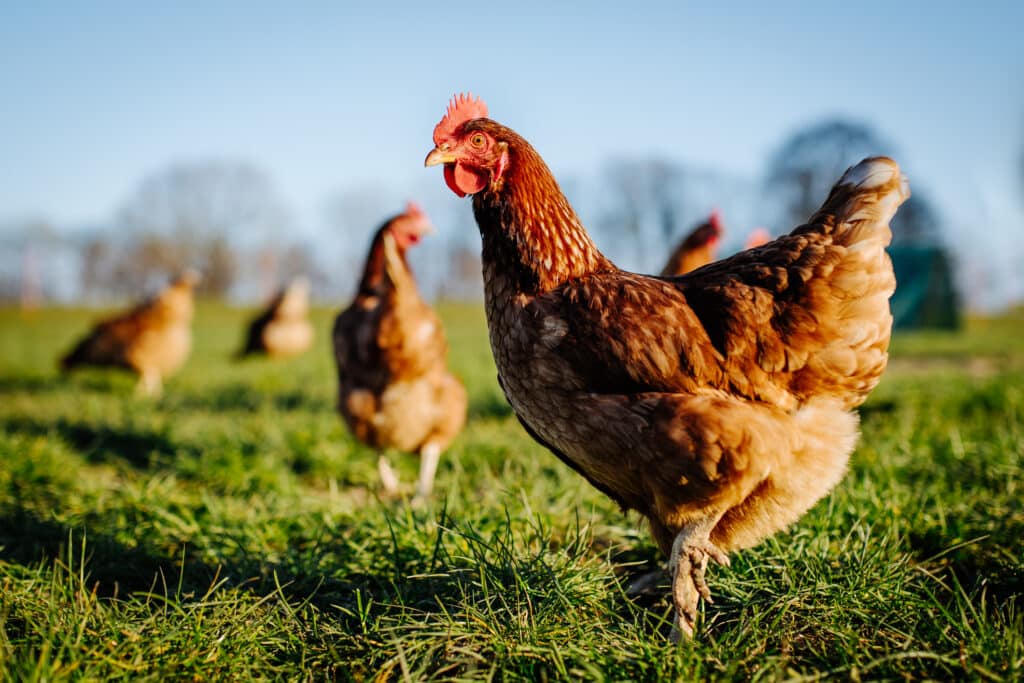 Elszólta magát egy húsipari cég alkalmazottja: a „szabadtartású csirke” csak marketingfogás