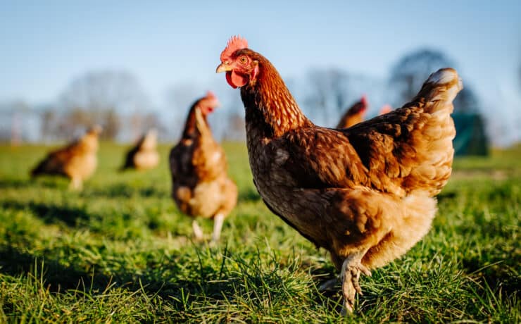 Elszólta magát egy húsipari cég alkalmazottja: a „szabadtartású csirke” csak marketingfogás
