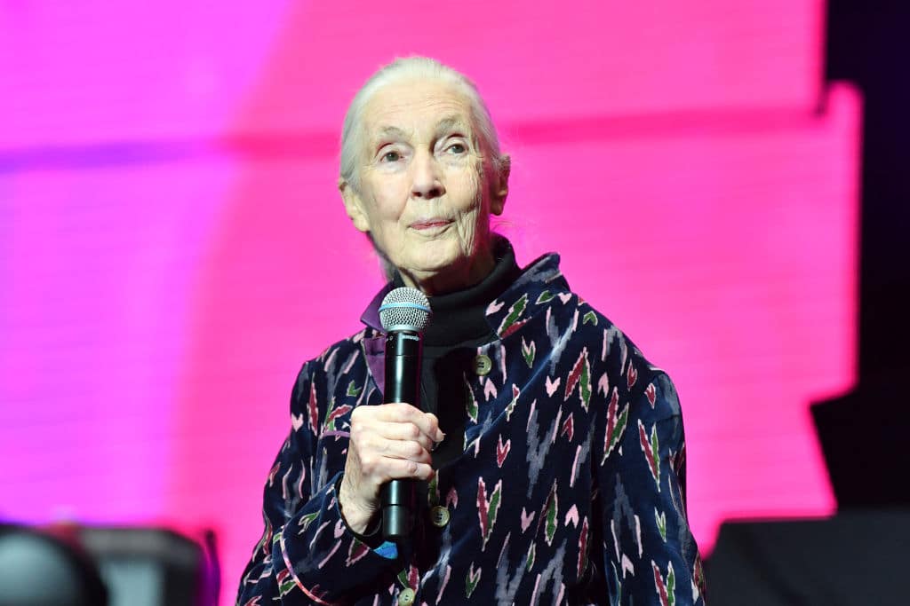 A nagyipari állattartás beszüntetése mellett szólalt fel Jane Goodall Londonban
