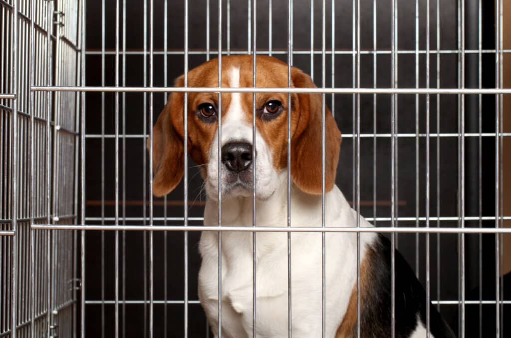 Magyarországon évente 300-400 beagle kutyát használnak állatkísérletekre