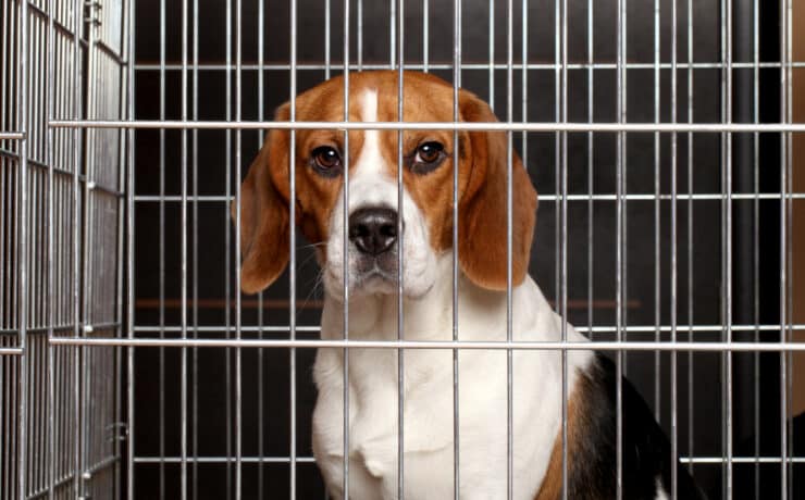 Magyarországon évente 300-400 beagle kutyát használnak állatkísérletekre