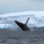 Mégsem engedélyezett a bálnavadászat idén nyáron Izlandon
