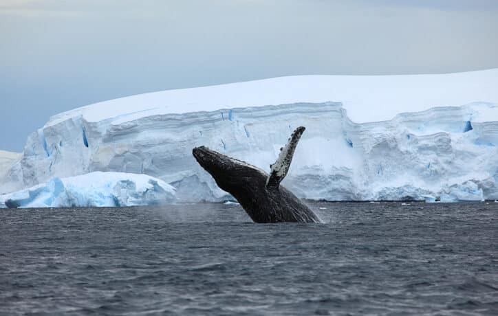Mégsem engedélyezett a bálnavadászat idén nyáron Izlandon