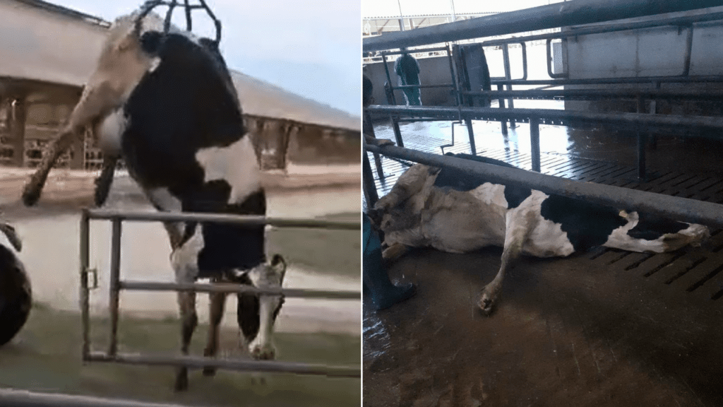 Horror egy magyar tejgazdaságban: betonon húzták az összeomlott teheneket (videó)