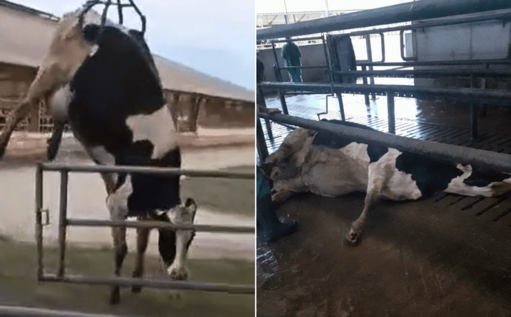 Horror egy magyar tejgazdaságban: betonon húzták az összeomlott teheneket (videó)