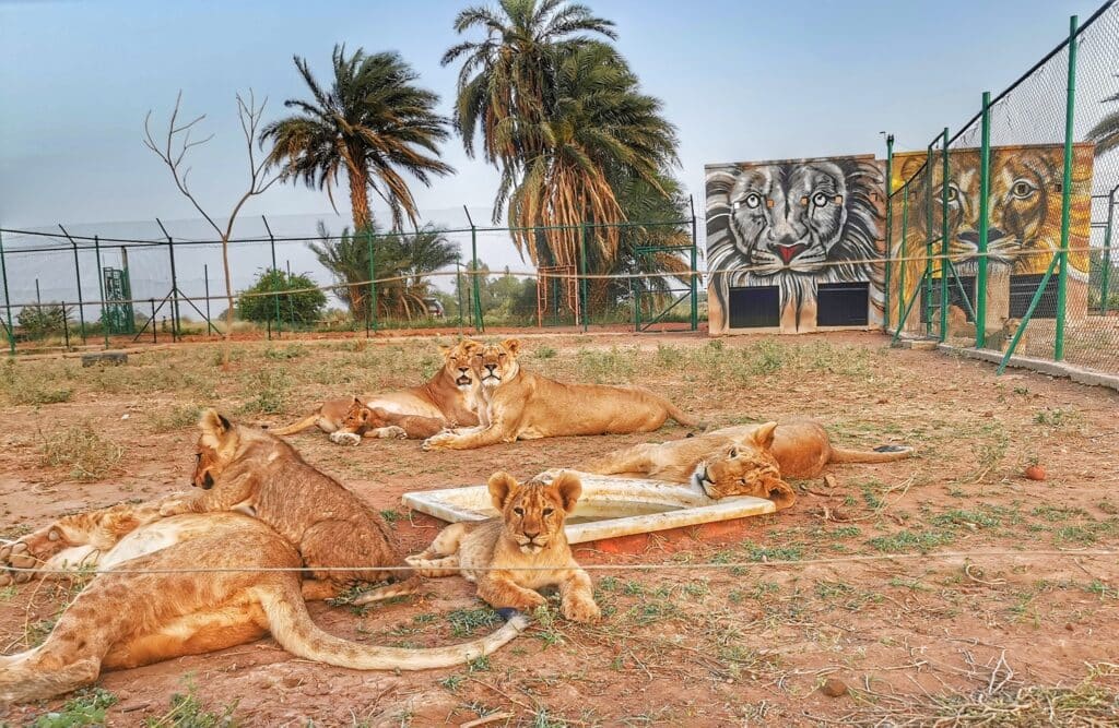 Krízishelyzetbe került egy szudáni állatmenhely az országban tomboló polgárháború miatt