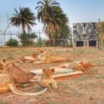 Krízishelyzetbe került egy szudáni állatmenhely az országban tomboló polgárháború miatt