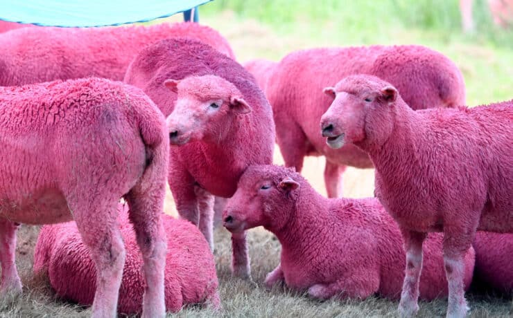 Rózsaszínre festett birkák miatt kritizálják egy fesztivál szervezőit