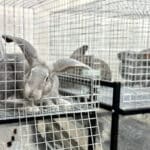Tavaly közel ötmillió állatot használtak kísérletekhez Dél-Koreában