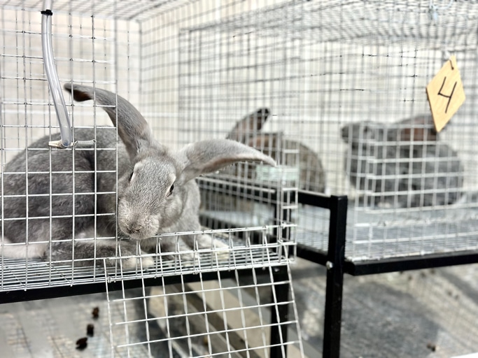 Tavaly közel ötmillió állatot használtak kísérletekhez Dél-Koreában