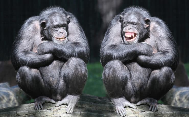 Ma van a csimpánzok világnapja