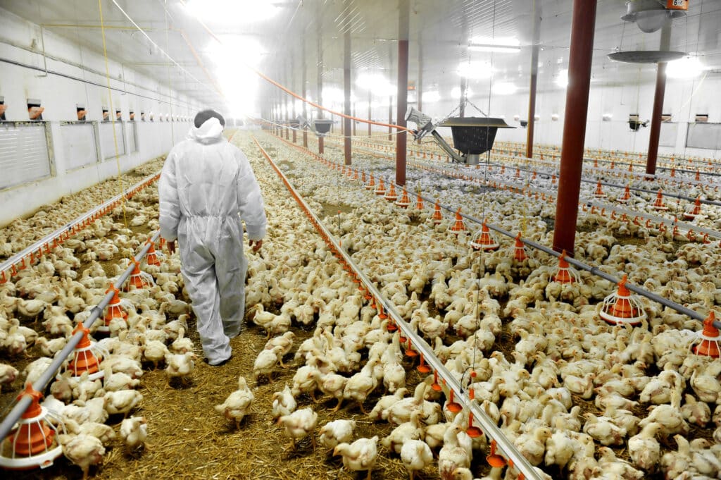 Friss jelentés: az állattenyésztés komoly rizikófaktor az emberre is átterjedő betegségek terén