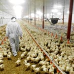 Friss jelentés: az állattenyésztés komoly rizikófaktor az emberre is átterjedő betegségek terén
