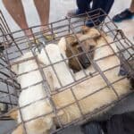 Ha ezt a törvényt megszavazzák, akkor tiltott lesz a kutyahús fogyasztása Koreában