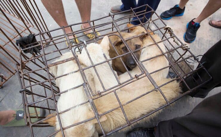 Dél-Korea döntött: végre betiltják a kutyahús forgalmazását