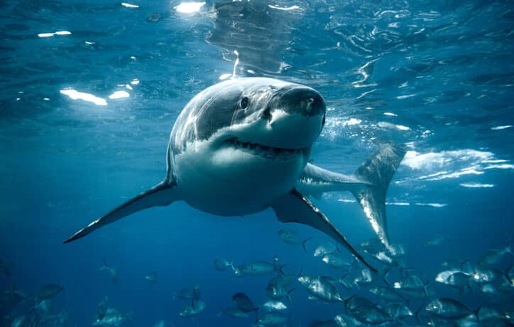Agresszívabbá válhatnak a cápák a melegedő éghajlat miatt