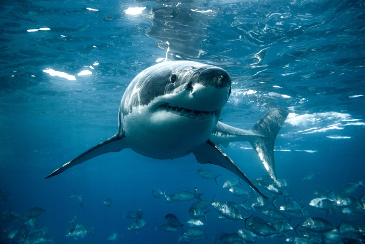 Agresszívabbá válhatnak a cápák a melegedő éghajlat miatt