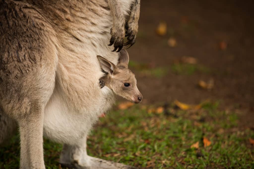 Elpusztult kengurubébit találtak az állatcsempész bőröndjében