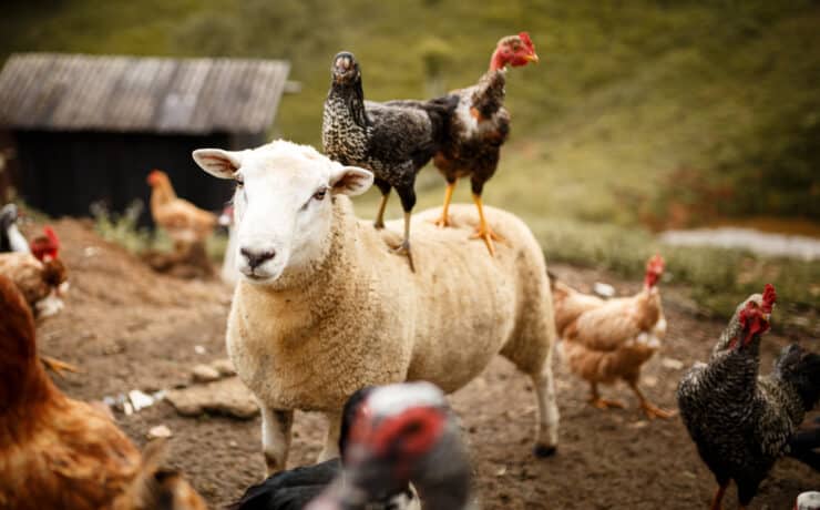 George Monbiot: a szabadtartású állattenyésztés nem megoldás az élelmezési krízisre