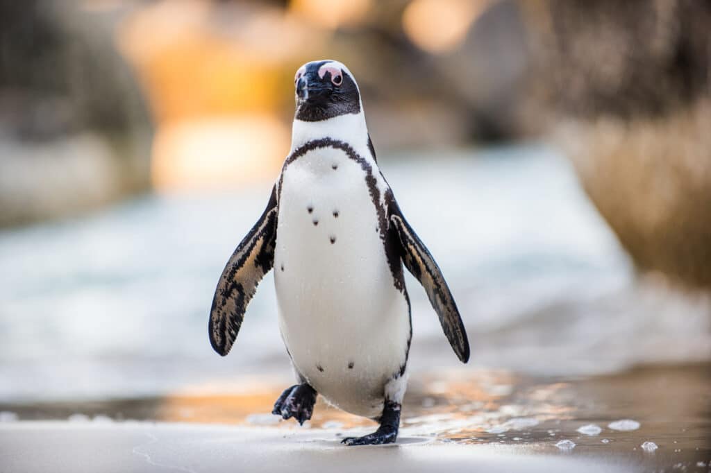 A halászat és a klímaváltozás miatt a kihalás szélére sodródott a pápaszemes pingvin