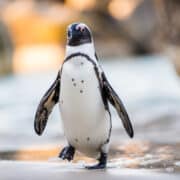 Kihalás szélére sodródott a pápaszemes pingvin