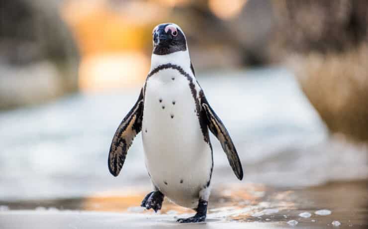 A halászat és a klímaváltozás miatt a kihalás szélére sodródott a pápaszemes pingvin