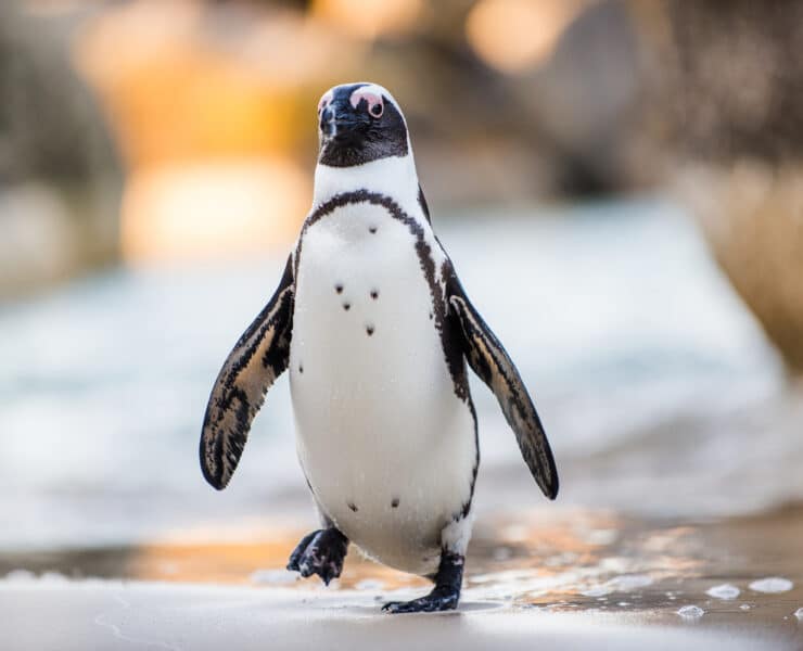 Kihalás szélére sodródott a pápaszemes pingvin