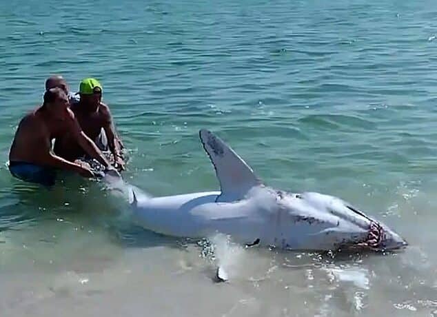 Videón, ahogy a partra sodródott cápát megmentik a strandolók