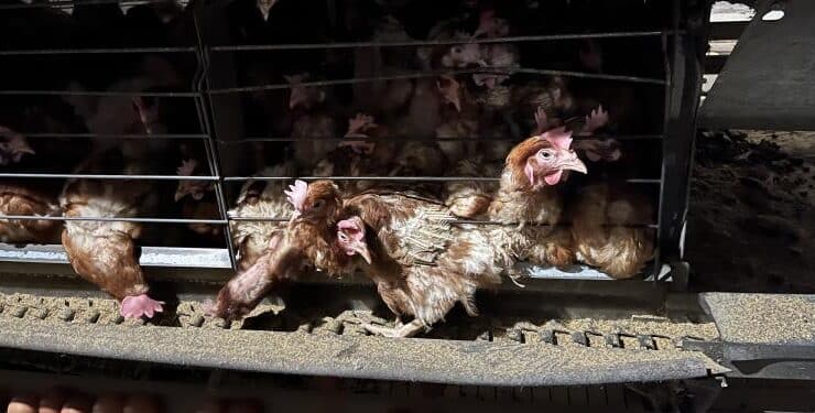 Brutális körülményeket lepleztek le az EU legnagyobb tojástermelőjénél