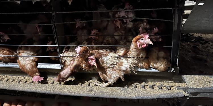 Brutális körülményeket lepleztek le az EU legnagyobb tojástermelőjénél
