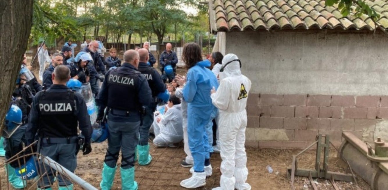 egy olasz vegán menhelyen 10 disznót végeztek ki a hatóságok