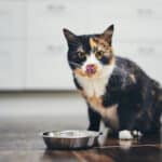 Egy új felmérés szerint a növényi tápon tartott macskák egészségesebbek húsevő társaiknál