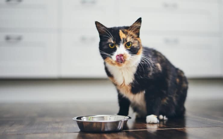 Egy új felmérés szerint a növényi tápon tartott macskák egészségesebbek húsevő társaiknál