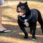 Kitiltják az amerikai bully XL kutyafajtát az Egyesült Királyságból