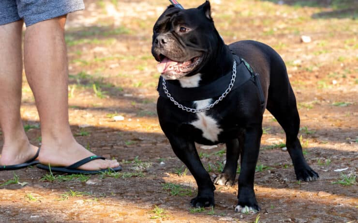 Kitiltják az amerikai bully XL kutyafajtát az Egyesült Királyságból