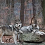Pónija miatt állna bosszút a farkasokon Ursula von der Leyen, az Európai Bizottság elnöke