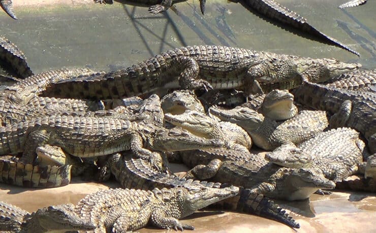 Közel 70 krokodil szabadult ki egy kínai farmról a heves esőzések miatt