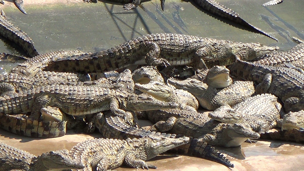 Közel 70 krokodil szabadult ki egy kínai farmról a heves esőzések miatt