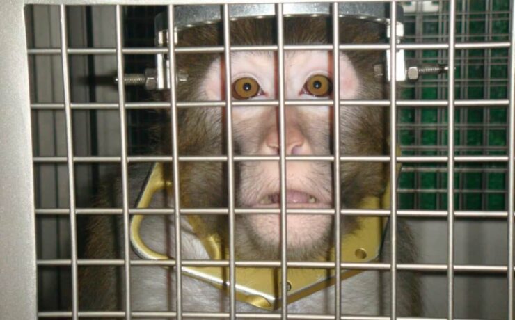 Állatkínzás miatt követelnek bűnügyi vizsgálatot a Princeton Egyetem ellen