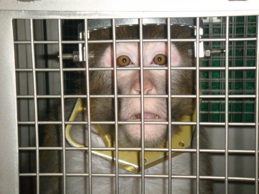 Állatkínzás miatt követelnek bűnügyi vizsgálatot a Princeton Egyetem ellen