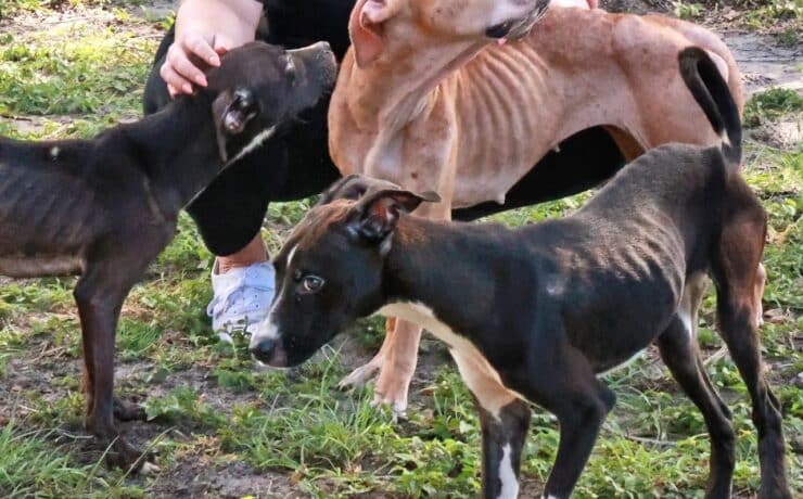 Többszörös állatkínzás vádjával állt bíróság elé egy floridai nő